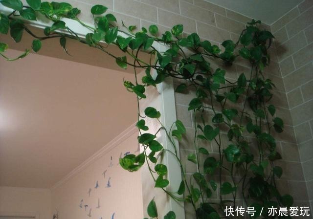 枝叶茂盛|绿萝过冬“三要点”,顺利过冬,枝叶茂盛,越长越旺