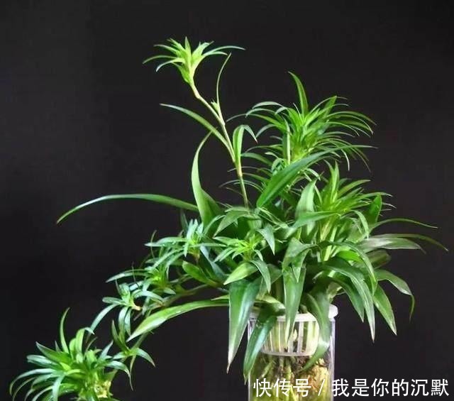 养这三种吊兰，美翻你的客厅，随便一插就能活，根本不用买！
