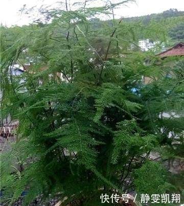 家里的文竹稀稀拉拉，真难看，用了这1东西，发疯的长，不黄叶