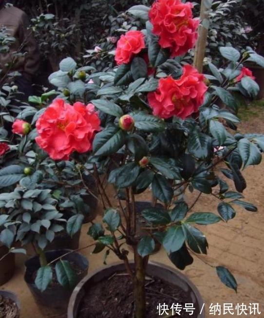 “山茶花”爱掉叶,快换掉盆土,再撒点“这玩意”,不久就能恢复
