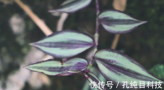 吊竹梅|家中常见绿植是“药材”，清热解毒效果极好，可惜人们不懂