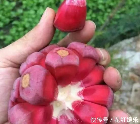 特别|网评最恶心的5大水果,榴莲只能靠边站,敢吃第4种的才是真男人