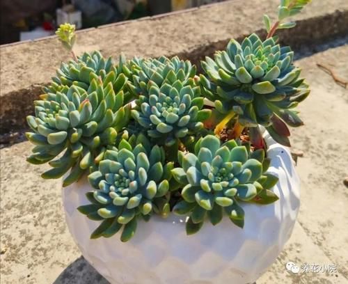 夏天到了,养多肉别犯“3种错误”,否则最后只剩空花盆