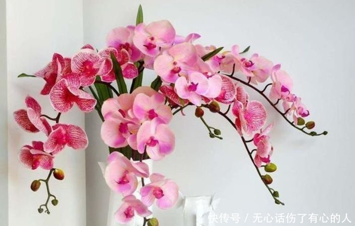 5种花适合夏天养,开花爆盆花期长,开花红红火火,大吉大利