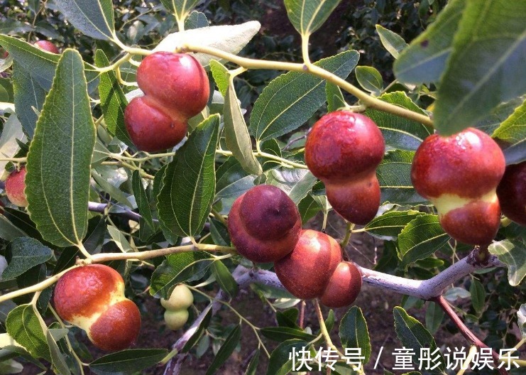 中老年人|立秋后，不妨多食这种补血果！每天食几颗，补血养血，气色更红润