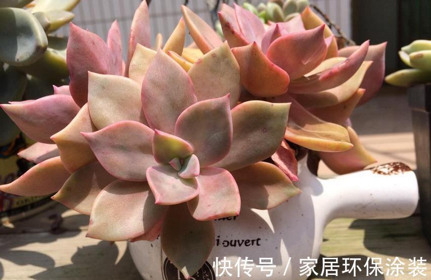 夏季|三伏天入手多肉,做好这些小事情,不烂根,养得好