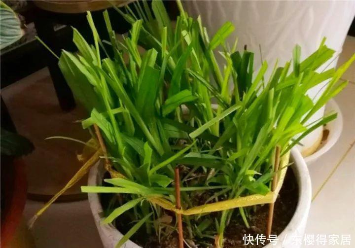 冬天修剪分“轻重”,有的花剪狠了,再也不开花