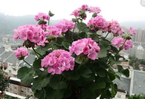 4种花,夏天不怕热,冬天不怕冷,四季都有花赏,满屋子飘香!