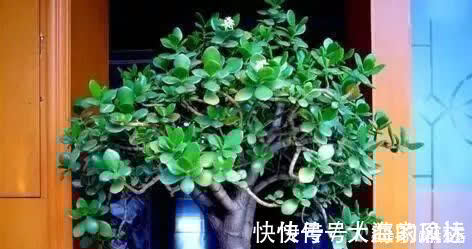 叶片|养花不如“养树”,这3种最合适,养人、旺财、吸甲醇,值!