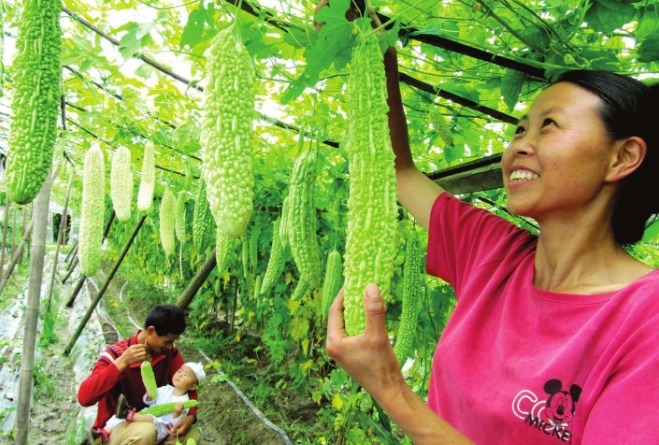 可溶性纤维|吃苦瓜时加一宝,血管畅通无阻,健脾又降压,皮肤水嫩有弹性