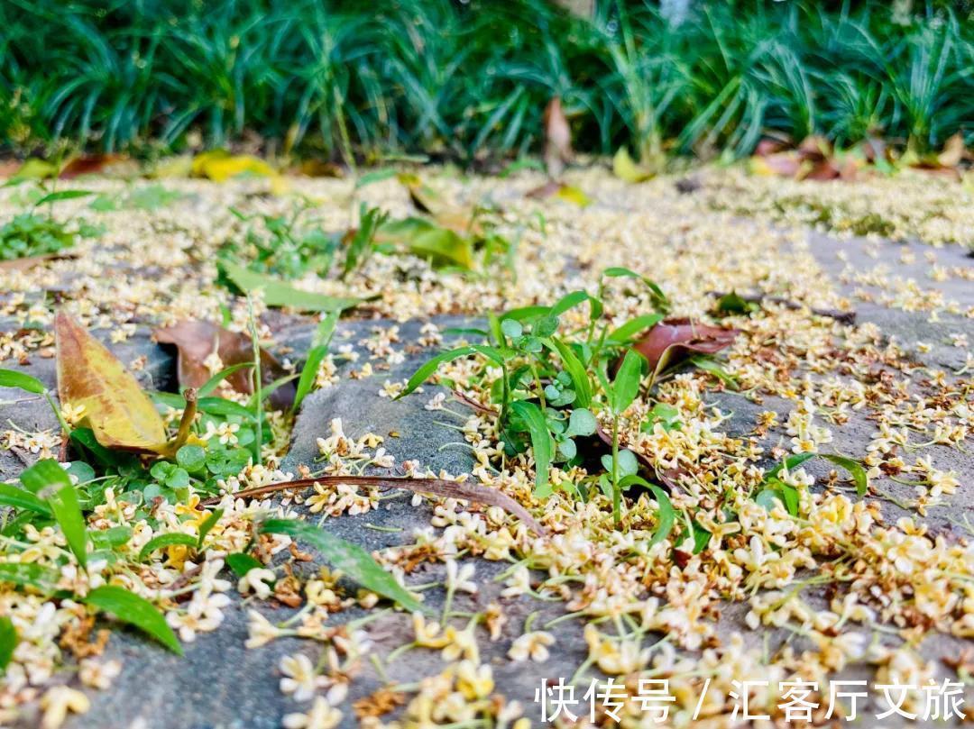 姑苏|秋天是苏州最美的季节：枫叶红、银杏黄、桂花开……