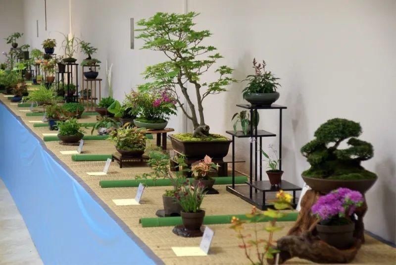 山野草，也高雅！