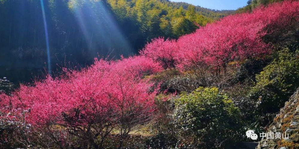 黄山花谷宫粉梅摇曳生姿