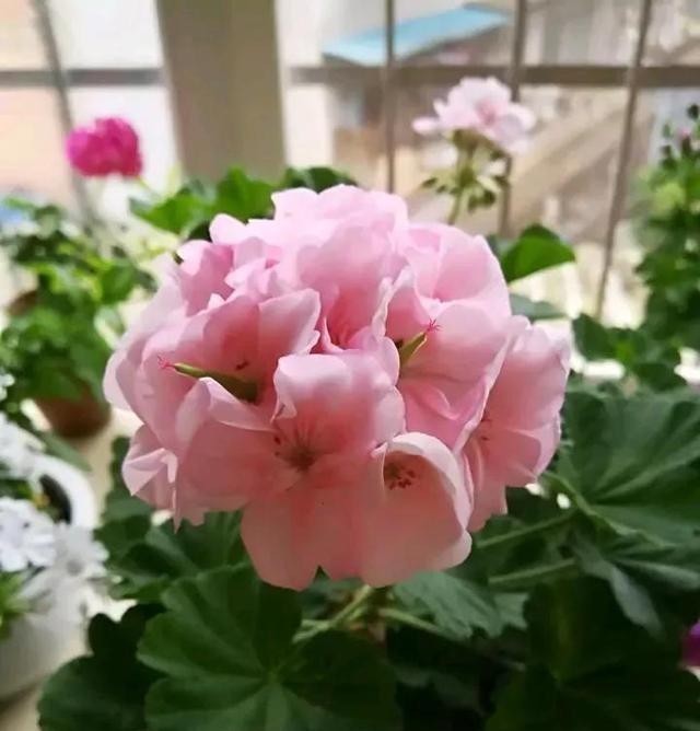 这五种花,就得富养,大肥大水大太阳,长得那叫一个旺