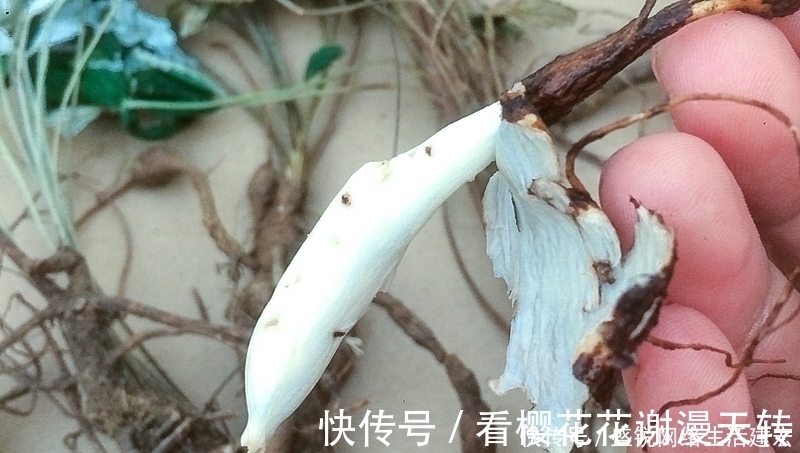 灰白色|根似人参却不是“参”,长在农村过去常忽视,如今20元一斤
