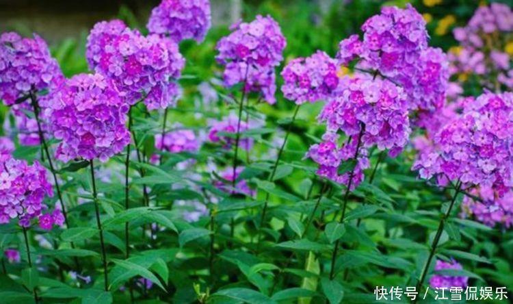 适合养在家里的几款花卉,晚上可以呼出氧气,有助于睡眠