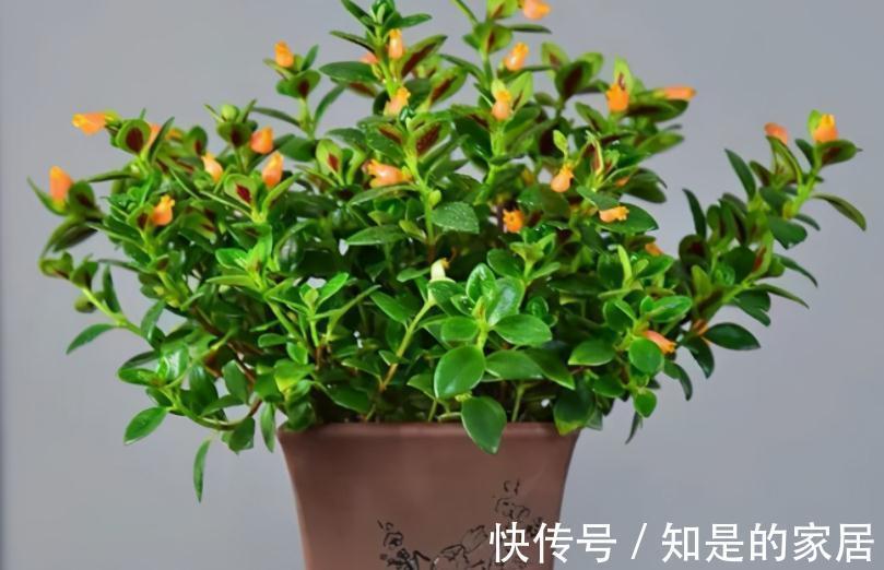 浇水|适合新手小白养的“吊兰花”，盆栽注意6点，花艳叶绿，长得好