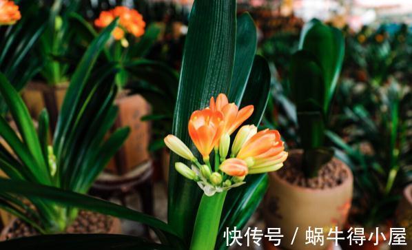 提高君子兰开花率的4种“宝贝”，第一种免费，第四种自己能制作