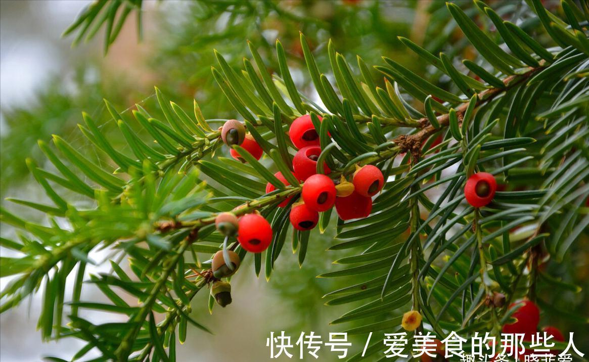 7种“吉祥果”,家里种一棵,喜气洋洋又“富贵”