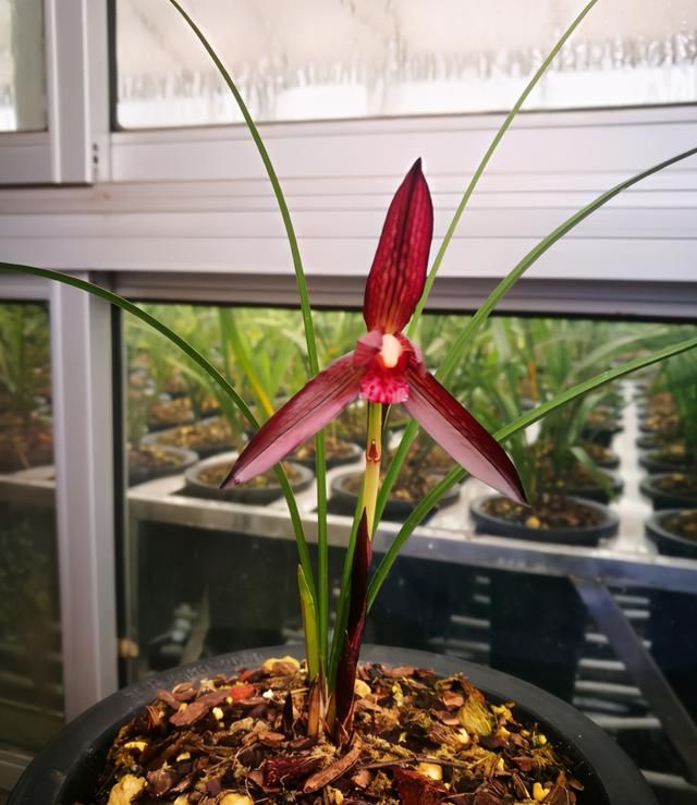 名贵兰花“娄山红”,花色艳丽,比香水好闻,开花后自带“仙气”