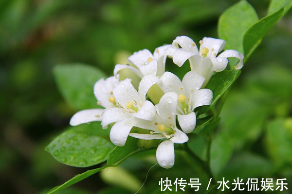 夏天养几盆这些花，蚊子最讨厌，好看香气浓郁，还能驱蚊