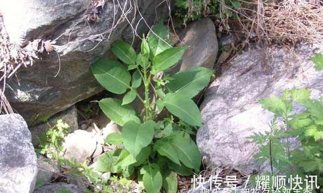 野生植物|这植物的根酷似“人参”,以前农家人总是砍除它,殊不知价值极高