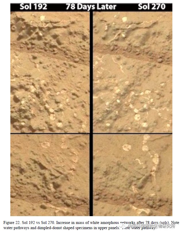 非生物 火星上存在真菌吗？