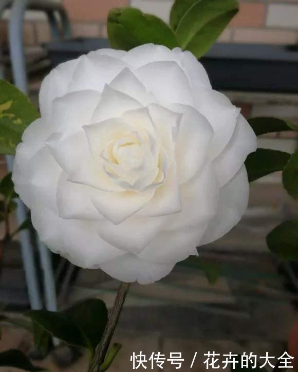 茶花|雨雪天冻不死的3种花,冬天开得旺,放家里喜庆又漂亮