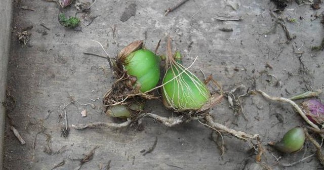 价值好几百一斤,但别采挖,观赏已是运气,因为野生稀少极难遇见