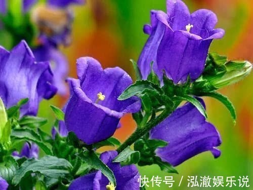 花卉|这“花”漂亮,1花有2色,寓意“吉祥安宁”,一年能看花270天