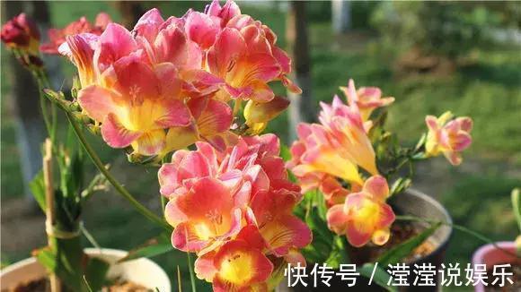 还在养绿萝家里养盆“香香花”,好看好闻,清香四溢精神好!