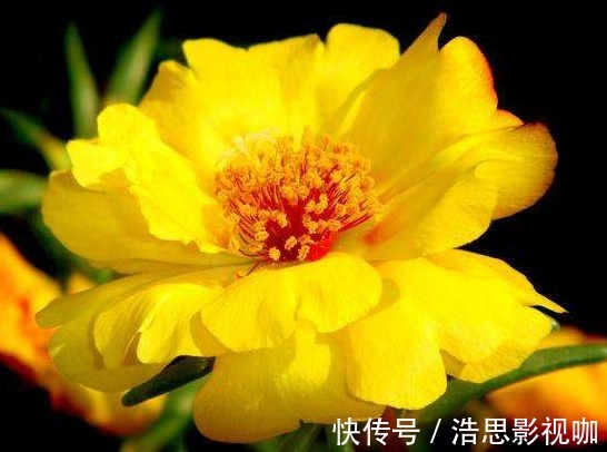 懒人最爱养的花,好养易爆盆,花朵清新优雅,花苞突突往外冒,美