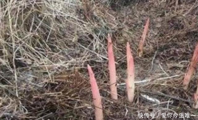 美味佳肴|农村草堆里长出一种植物，吃起来非常可口，你知晓不？
