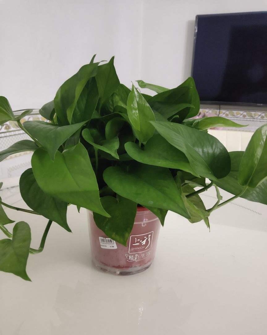 过敏|前方有花粉,花粉过敏者请小心!当然,也有花对你友好