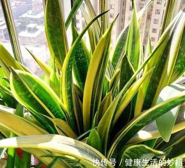 虎皮兰有“四怕”,养它一定要避开,笋芽出的多,开花特别香!