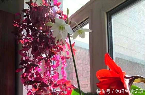 最好养的“草”，比“绿萝”长得快，房间再小也要养盆它，特漂亮！