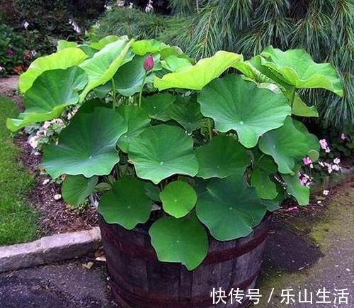 老物件|农村大水缸越来越不舍得扔了,铺些碎石水草变水景,城里人抢着要