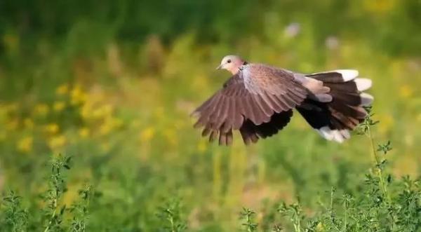 鱼类|农村天上“最补”的野味,营养胜过黑鱼,如今很难见到了