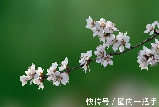 诗人@元好问的一首绝句,明白晓畅,随口吟出,却朗朗上口