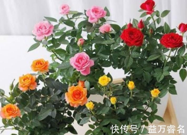 3种花比香水还好闻,一养就上“瘾”,花大色艳很漂亮,谁养谁爱