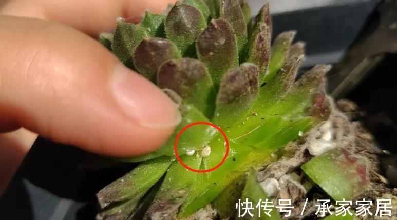重症|立秋前后,蚧壳虫来袭咋办?养多肉轻症用蚊香,重症才用杀虫剂