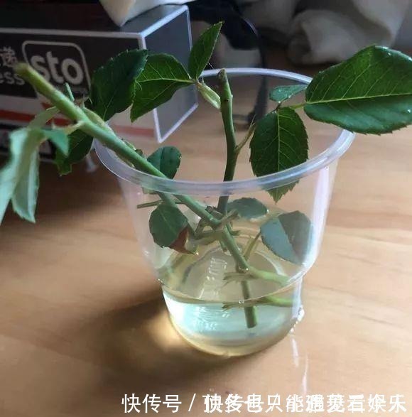 阿司匹林|家里“过期”小药片,养花是个宝,丢在盆里,比生根水还管用!