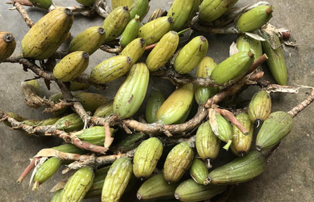 种植|石头上生长的野果,100元一斤可用来煲汤,野外遇到就赚到了