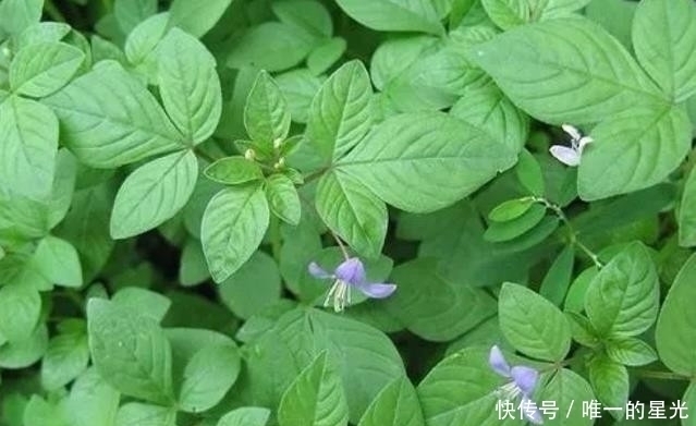 野菜|提个醒:见到此野菜,一定要拔回家,好处不请自来,作用非常大