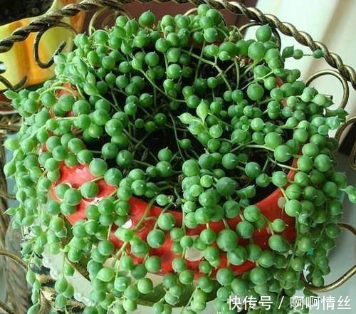 这8种多肉名字好听，颜值还特别高，摆在家里添吉祥！