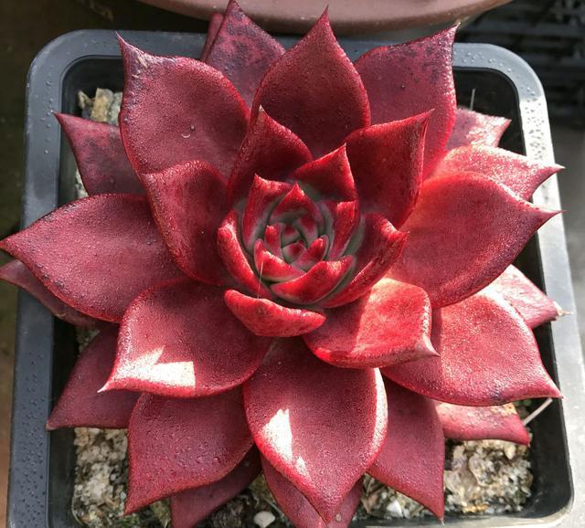 多肉越长越丑，长成了独杆，枝条还变色，怎么处理好两个方法