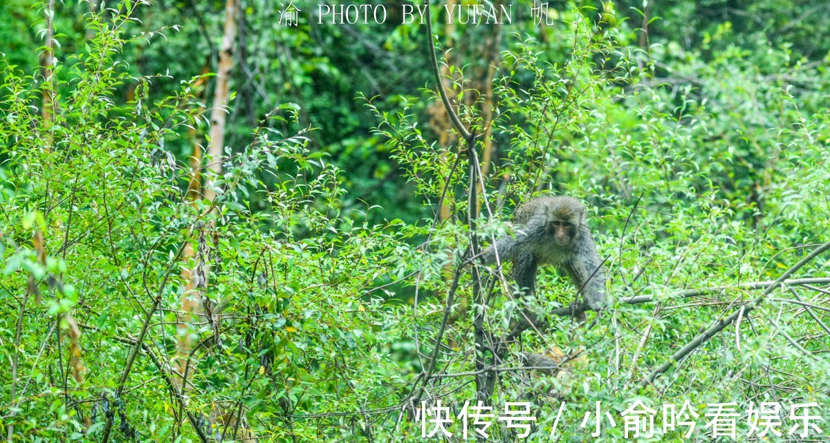 317国道|中国海拔最高的猕猴保护区，在西藏317国道旁，人猴和谐环境好