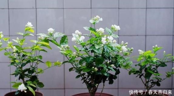 厨房油烟机废油该怎么处理摸清使用技巧，养花不用掏钱买肥料