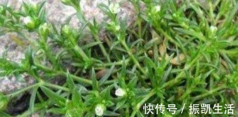 鼻炎|农村路边的漆姑草,清热解毒、杀虫止痒,城里人想吃也买不到!