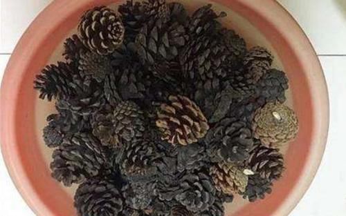 养花,盆底垫什么好,6种“材料”选1种,通透性好不烂根